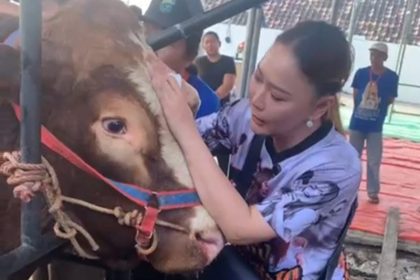 Penyanyi dangdut Inul Daratista bersama hewan yang akan dikurbankan jenis Limosin Jumbo.