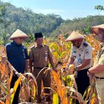 Kepala Kantor Wilayah Direktorat Jenderal Imigrasi Jawa Tengah, Haryono Agus Setiawan, ikut panen perdana menjadi bagian dari program Desa Binaan Imigrasi.