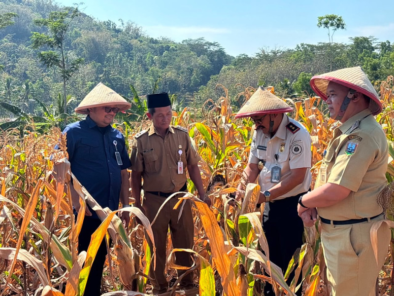 Kepala Kantor Wilayah Direktorat Jenderal Imigrasi Jawa Tengah, Haryono Agus Setiawan, ikut panen perdana menjadi bagian dari program Desa Binaan Imigrasi.